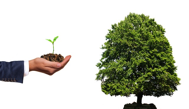 plant, tree, grow, investment, time, nature, environment, patience, wait, years, green, patience, patience, patience, patience, patience